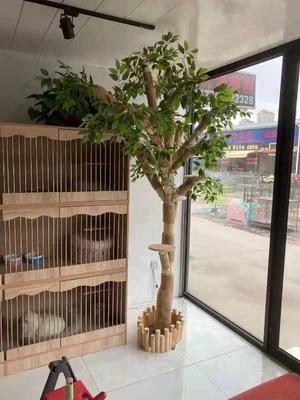 Relaxlines Chinese Factory Real Tree Plant Cat Trees For Big Cats